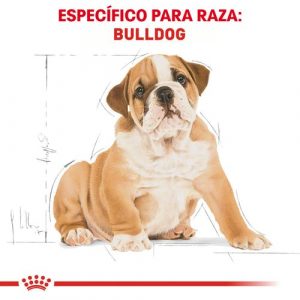 masqrotas_pet_croqueta_royal_canin_bulldog-puppy_.jpeg