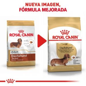 masqrotas_pet_croqueta_royal_canin_dachshund_.jpeg