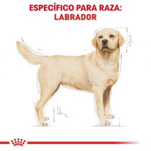 masqrotas_pet_croqueta_royal_canin_labrador-retriever_.jpeg