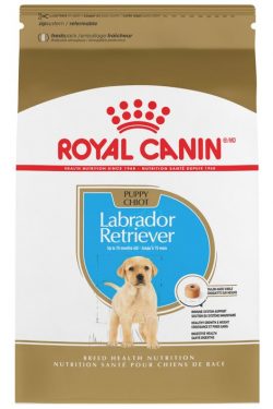masqrotas_pet_croqueta_royal_canin_labrador-retriever-puppy_.jpeg