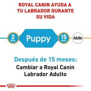 masqrotas_pet_croqueta_royal_canin_labrador-retriever-puppy_.jpeg