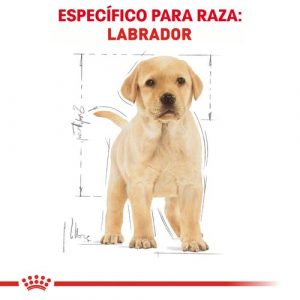 masqrotas_pet_croqueta_royal_canin_labrador-retriever-puppy_.jpeg