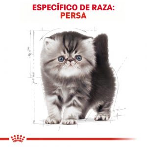 masqrotas_pet_croqueta_royal_canin_persian-kitten_.jpeg