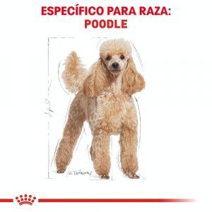 masqrotas_pet_croqueta_royal_canin_poodle_.jpeg