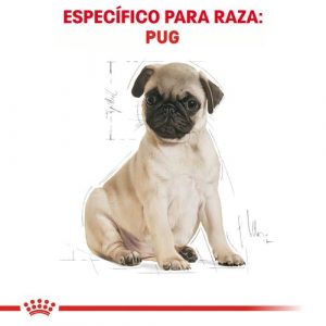 masqrotas_pet_croqueta_royal_canin_pug-puppy_.jpeg