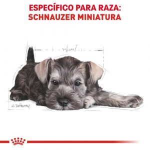 masqrotas_pet_croqueta_royal_canin_schnauzer-puppy_.jpeg