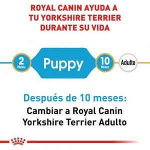 masqrotas_pet_croqueta_royal_canin_yorkshire-terrier-puppy_.jpeg