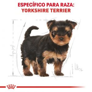 masqrotas_pet_croqueta_royal_canin_yorkshire-terrier-puppy_.jpeg