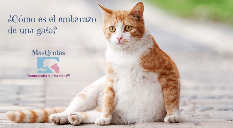 ¿cómo Es El Embarazo De Una Gata Masqrotas