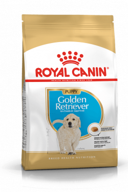 golden_retriever_puppy_masqrotas