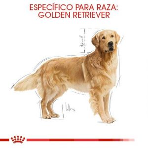 golden_retriever_adult_masqrotas