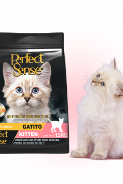 masqrotas_gatito_perfect_sense
