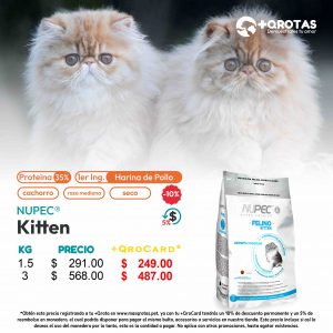 masqrotas_nupec_kitten