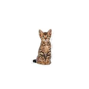 masqrotas_royal_canin_kitten_spayed
