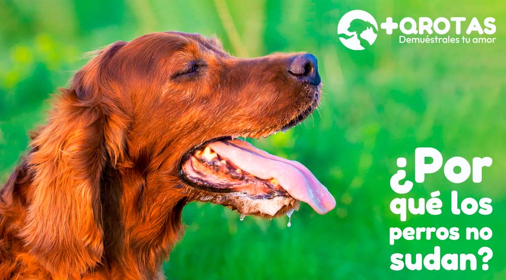 masqrotas_blog_por_que_los_perros_no_sudan